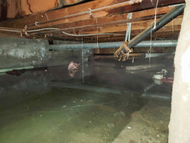 Best Professional water damage repair  in Richmond, MI